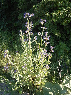 Anchusa officinalis 16-06-2006 20.07.14.JPG