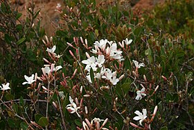 Ancylobotrys capensis