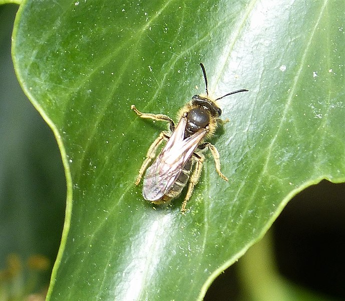 File:Andrena chrysoceles (Hawthorn Mining Bee), stylopised (37374081900).jpg