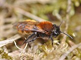 Die Rotpelzige Sandbienen sind sehr hübsch und markant gefärbt.