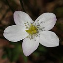 Anemone flaccida (5 sepals).JPG