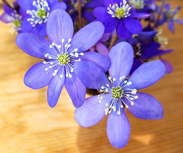 File:Anemone hepatica in Vibble, Gotland 5.jpg