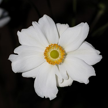 The bloom of anemone hupehensis var. japonica