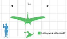 Anhangueridae - Wikipedia