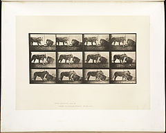 Animal locomotion. Plate 727 (Boston Public Library).jpg