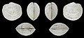 * Nomination A fossil shell of the bivalve Anodontia alba --Llez 05:13, 5 May 2021 (UTC) * Promotion Good quality.--Famberhorst 05:46, 5 May 2021 (UTC)