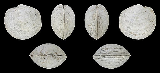 Anodontia alba