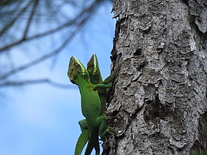 Anolis noblei.jpg