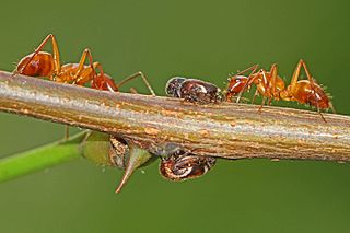 <i>Vanduzea</i> Genus of treehoppers