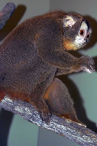 File:Aotus trivirgatus 1zz.jpg