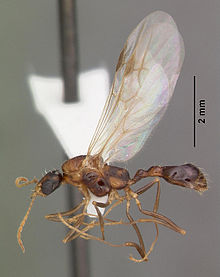Aphaenogaster floridana casent0103580 профиль 2.jpg