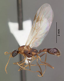 Aphaenogaster floridana casent0103580 Profil 2.jpg