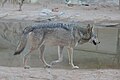 Arabian Wolf Al Ain Zoo 2.jpg
