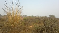 Aravalli BDPark 2015-01-17-021.jpg