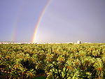 Arcoiris en el Palmeral de Elche.jpg
