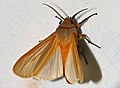 Arctiid Moth (Pseudoradiarctia scita) (32400768621).jpg