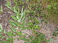 Arctostaphylos uva-ursi Common bearberry