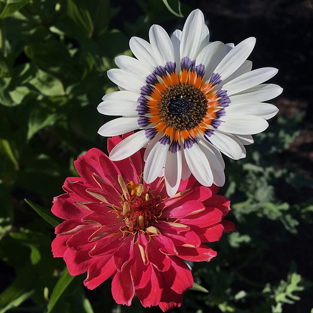 Црвени (Zinnia elegans) и бели (Arctotis fastuosa) цвет