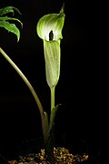 Arisaema clavatum Buchet- Notul. Syst. (Paris) 2- 121 (1911). 20240204 014156.jpg