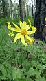 Arnica cordifolia in the Wenatchee Mountains, Chelan County Washington