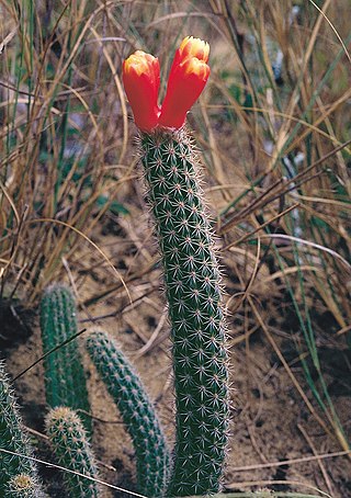 <i>Arrojadoa dinae</i> Species of cactus