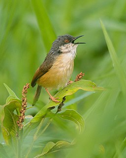 <span class="mw-page-title-main">Ashy prinia</span> Species of bird