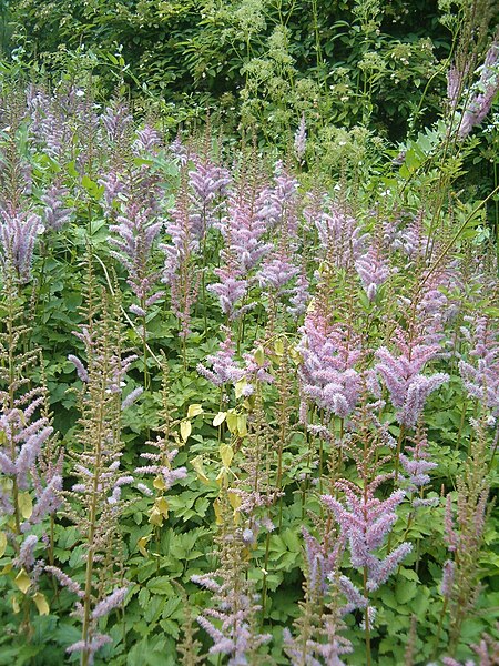 File:Astilbe chinensis BotGardBln07122011D.JPG