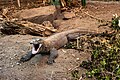 * Nomination Komodo Dragon (Varanus komodoensis) at Chester Zoo --Mike Peel 17:54, 4 July 2023 (UTC) * Promotion  Support Good quality. --Jakubhal 19:55, 4 July 2023 (UTC)