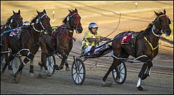 At Redcliffe Trotting Race 1.jpg