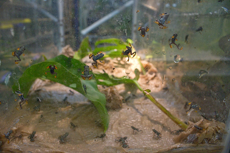 File:Atelopus certus babies! (5776592227).jpg