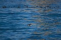 Image 348Atlantic puffin (Fratercula arctic) on the water holding fish, Maine Coastal Islands National Wildlife Refuge, Maine, US