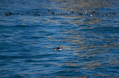 Atlantic puffin (Fratercula arctic) on the water holding fish, Maine Coastal Islands National Wildlife Refuge, Maine, US