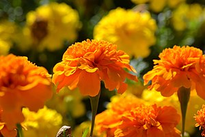 아프리칸메리골드(Tagetes erecta)