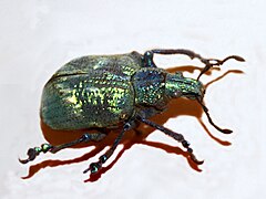 Lamprocyphus augustus Attelabidae - Lamprocyphus cf. augustus.jpg