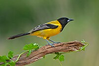 Oriole de Baltimore — Wikipédia