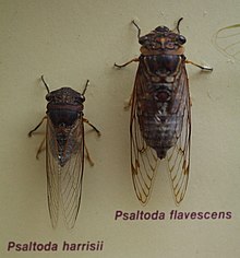 نمونه AustralianMuseum cicada 18.JPG