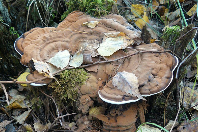 File:Autumn in Puszcza Notecka, Babliniec (3).JPG