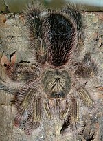 Miniatura para Avicularia aurantiaca