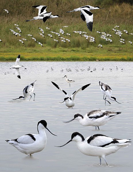 File:Avocet from the Crossley ID Guide Britain and Ireland.jpg