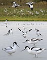 Avocet from the Crossley ID Guide Britain and Ireland.jpg