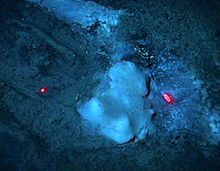 Bacterial mat consisting of sulfide-oxidizing bacteria Beggiatoa spp. at a seep on Blake Ridge, off South Carolina. The red dots are range-finding laser beams. Bacterial mat.jpg