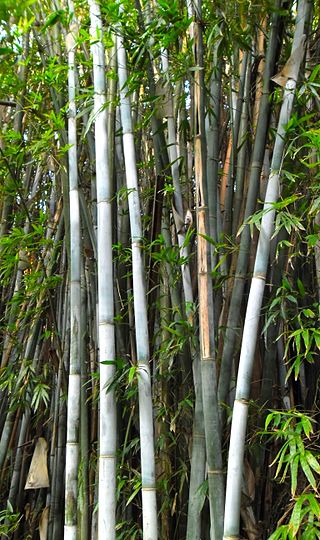 <i>Bambusa chungii</i> Species of plant