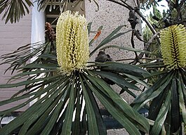 Banksia aquilonia1.jpg