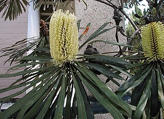 <i>Banksia aquilonia</i> A tree in the family Proteaceae native to north Queensland