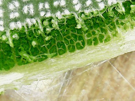leaf cell structure of a B.ashbyi