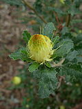 Thumbnail for Banksia undata var. undata