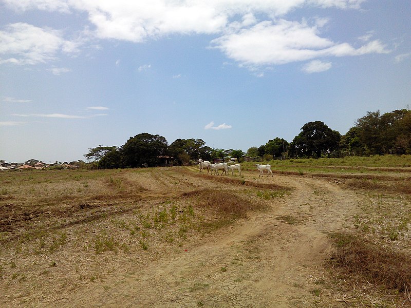 File:Barangay Malibo Matanda - panoramio (19).jpg