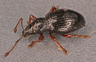 <i>Barypeithes araneiformis</i> Species of beetle