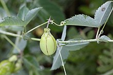 Basananthe triloba (Passifloraceae) — fruit (46488900874).jpg