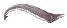 Life restoration of the Eocene whale Basilosaurus Basilosaurus cropped.png